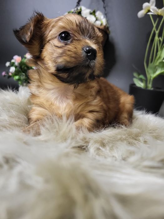 Дівчинка йоршерський терєр в забарвленням Голдаст