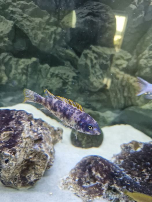 Labeotropheus tumbi west