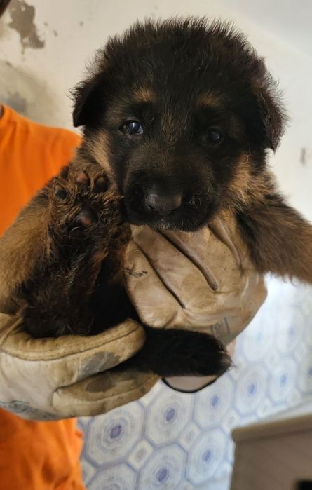 Pastor alemão top m/f