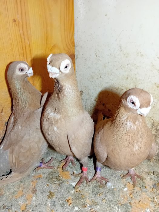 GOŁĘBIE Brodaczaki sprzedam