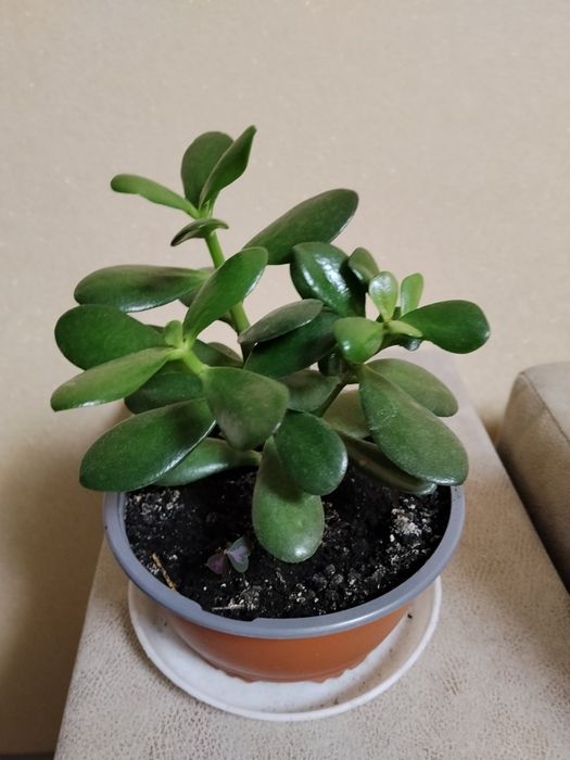 Продам грошові деревця,молоді і гарно розвинені.