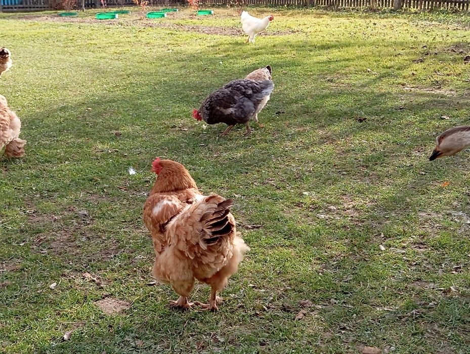 Кури домашні молоді