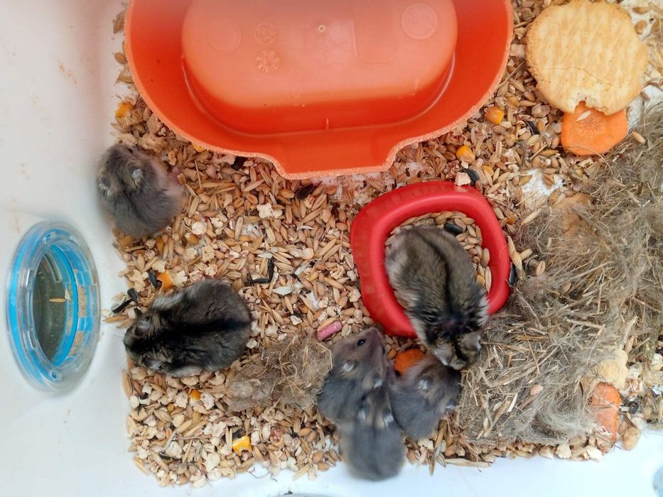 Хомячки Кременчуг