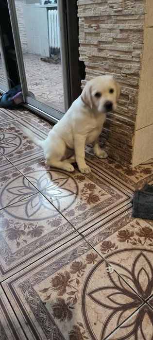 Миша щеночек Лабрадор Ретривер