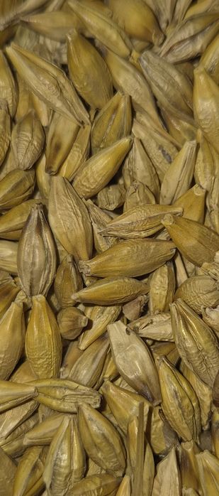 Jęczmień jary 2 rok po centrali, na paszę, dla kur, gołębi