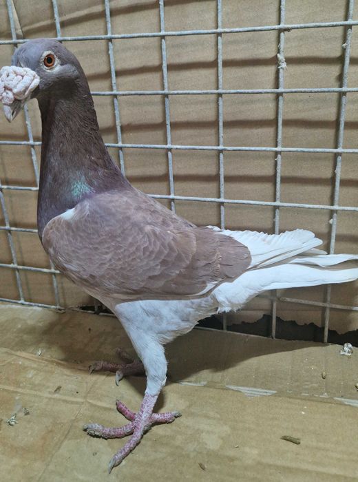 Gołębie staropolski