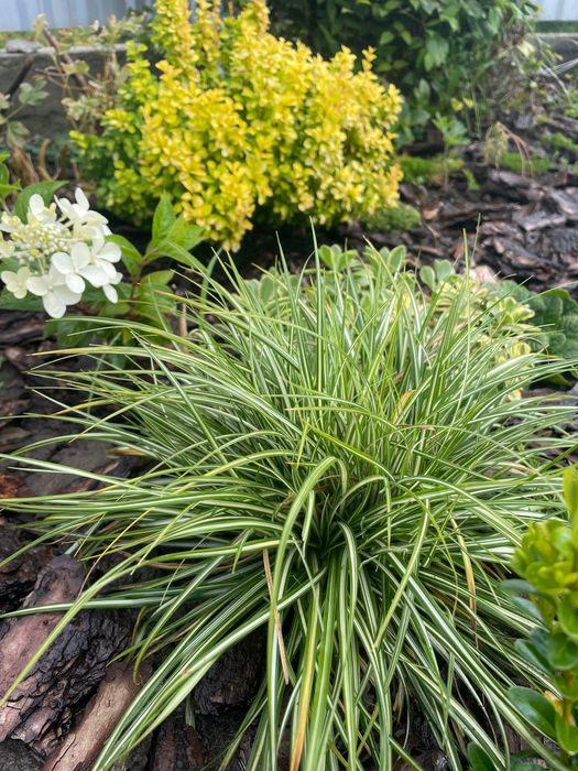 Сантоліна сиза та зелена Міскантус зебрінус, хаконехлоя