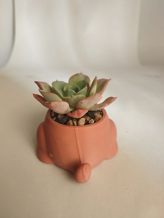 Vaso Decorativo porco com suculenta