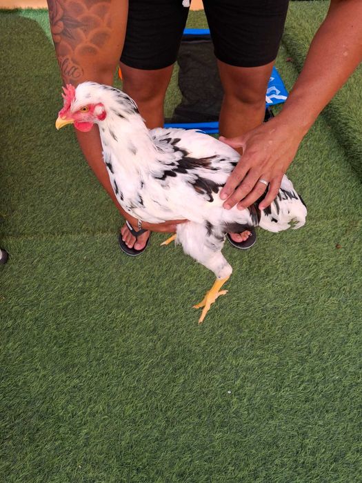 Galo GSB sertaneja balao
