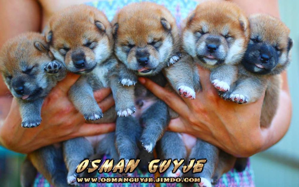 Мальчики SHIBA , Шиба ( Сиба ) ину племенной питомник Osman Guyje