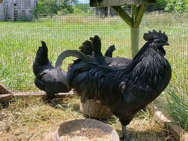 Яйце на інкубацію, курчата, Ухейілюй.