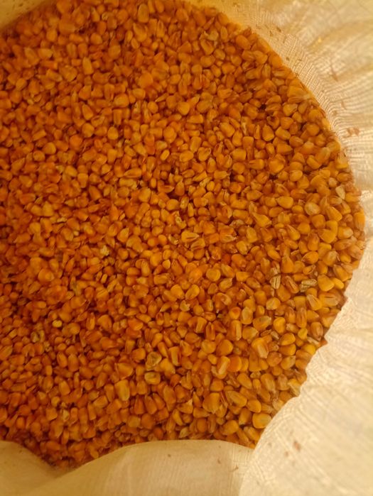 Kukurydza sucha z  gospodarstwa ziarno gniecione i c