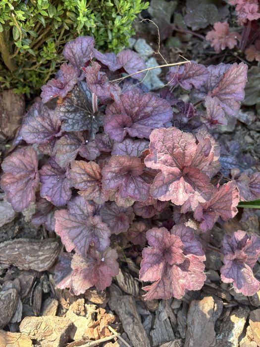 Сортові хости , гейхери . Кущі різні