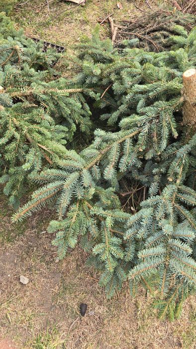 Oddam za darmo gałęzie