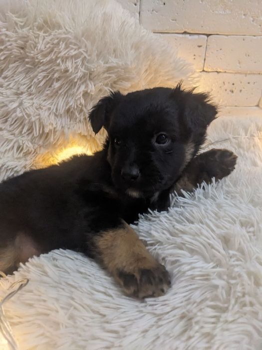 дуже милі цуценята шукають, люблячого, доброго хазяїна