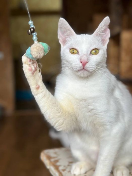 Енап, 8 місяців, котик, кошеня, хлопчик