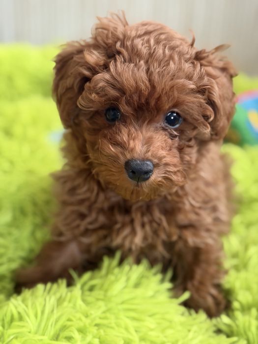 Pudel Toy Red Braun – śliczny piesek