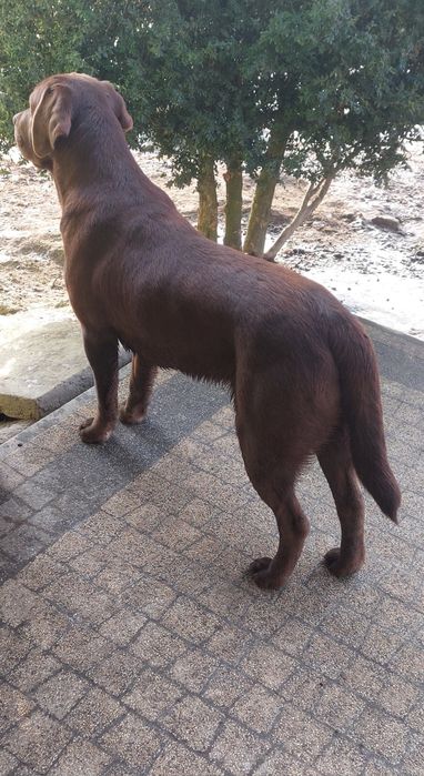 Labrador Retriever PIES