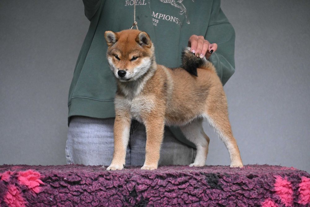 Shiba inu samiec z rodowodem ZKwP FCI