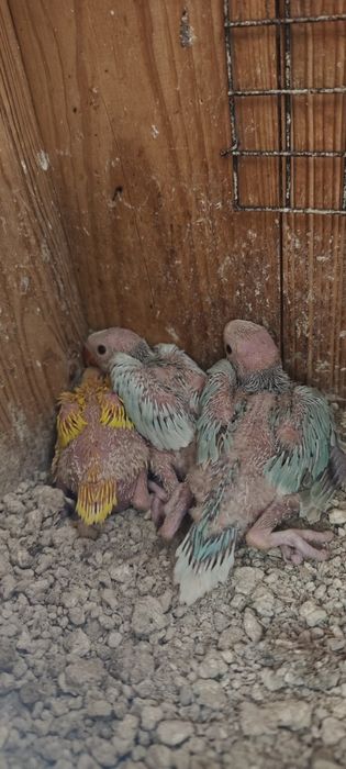 Ring necks bebés