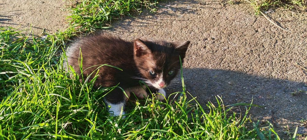Kocięta do oddania  adopcji aktualne