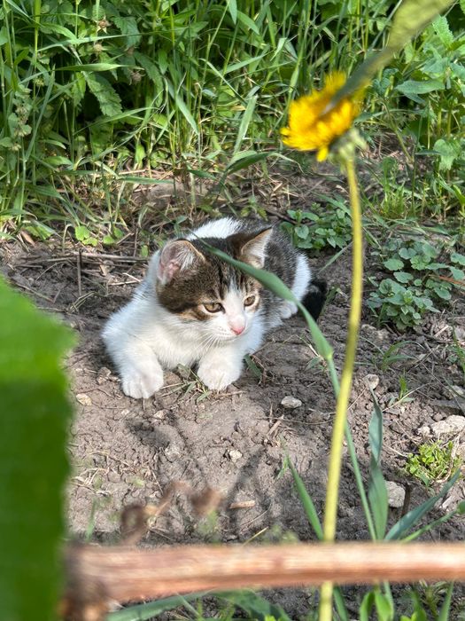 Котеня (хлопчик) 2 місяці