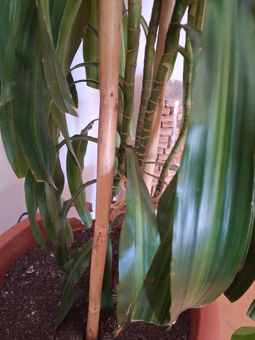 Planta linda ,bem tratada