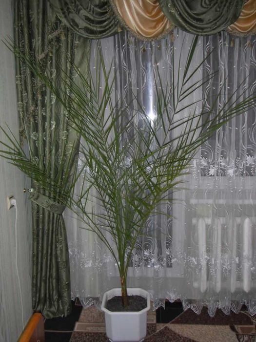 красивая финиковая пальма в белом горшке