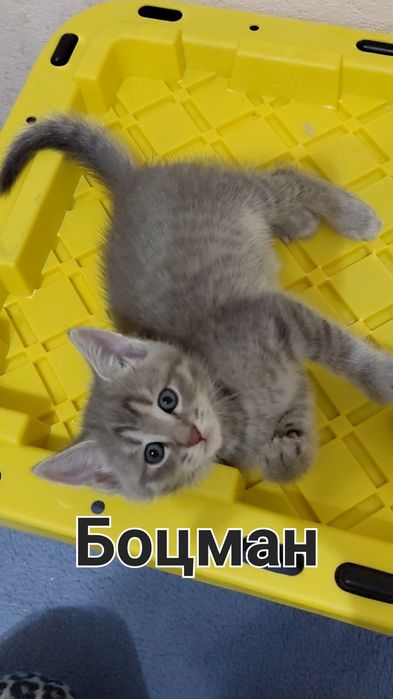 Шотландські Кошенята