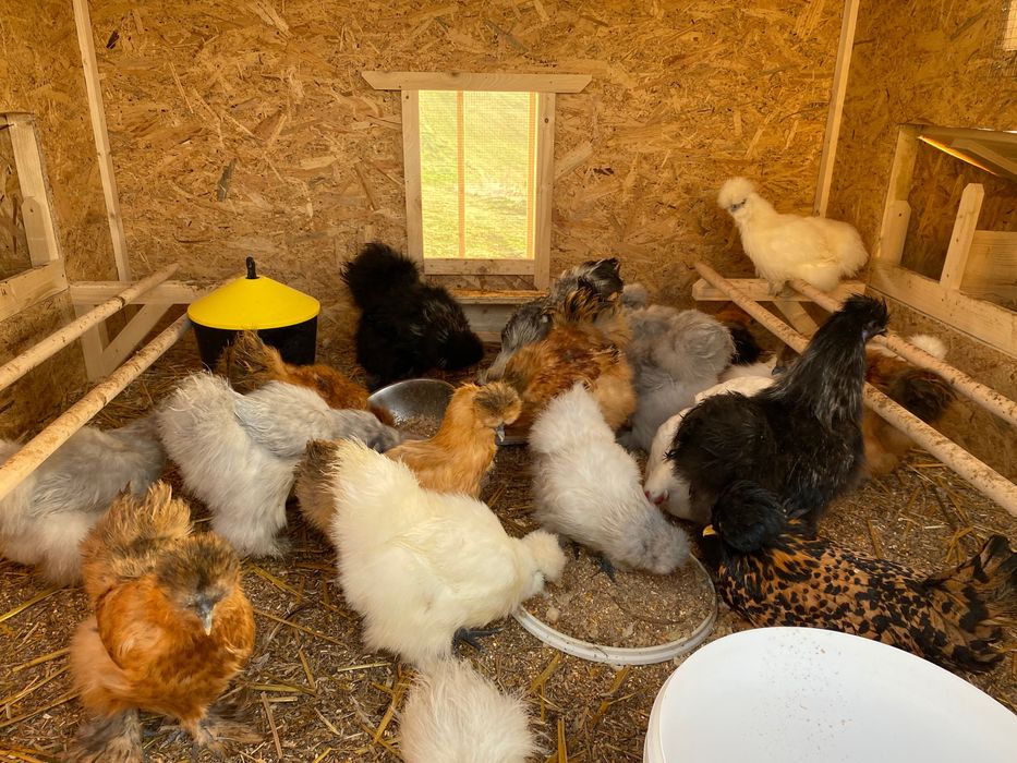 Koguty silki - nadwyżka