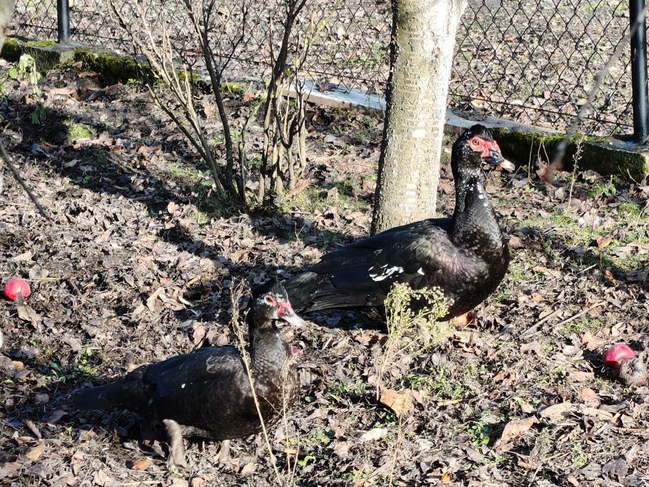 sprzedam  kaczki  francuskie