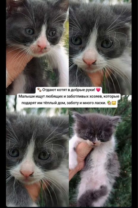 Тварини безкоштовно