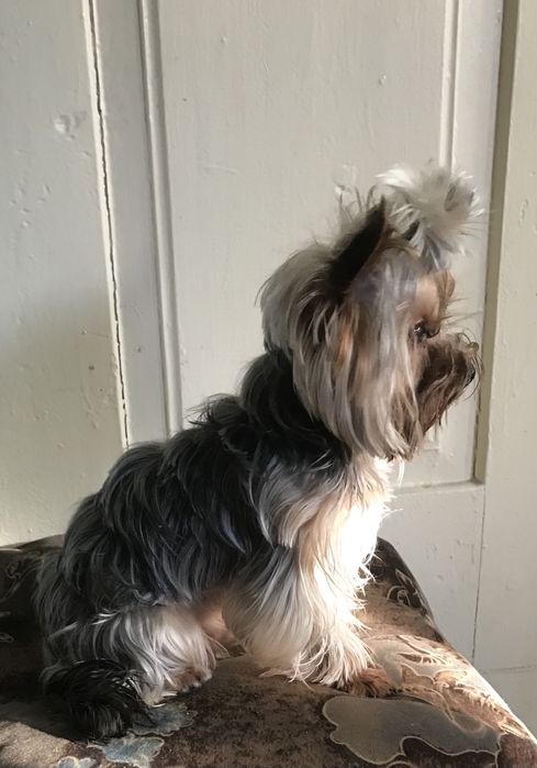 В‘язка міні йорка  1,600 кг.документи ККУ клуб Каніс