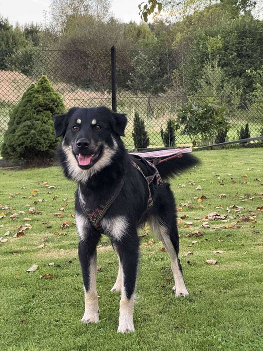 Młody pies do adopcji