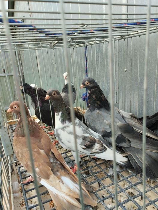 Zamojski wysokolotny