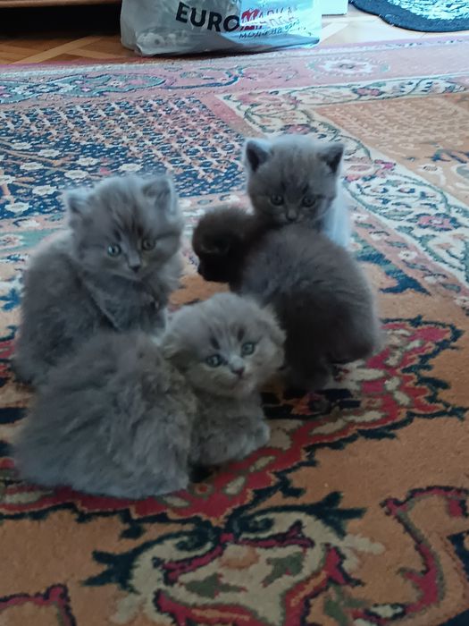 Кошенята шотландські