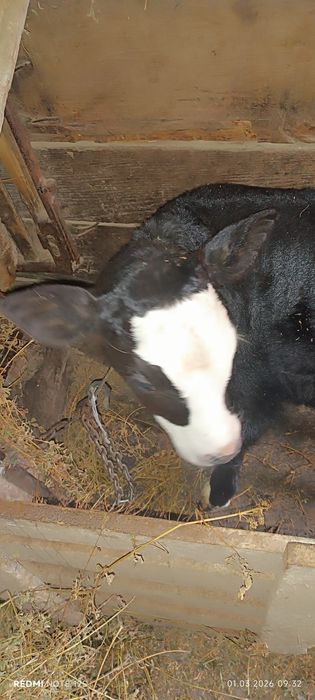 Теля (теличка)..