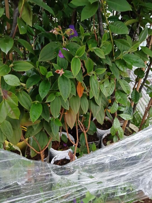 Tibouchina urvilleana