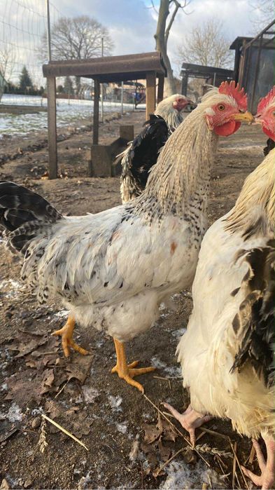 Sprzedam tego roczne kogutki