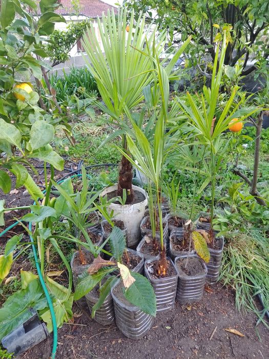 Palmeiras para venda