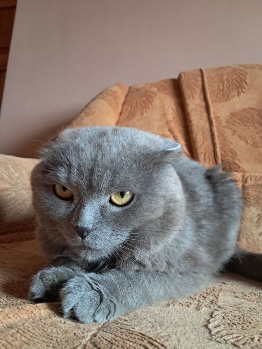 Віддам  кота скотіш-фолд