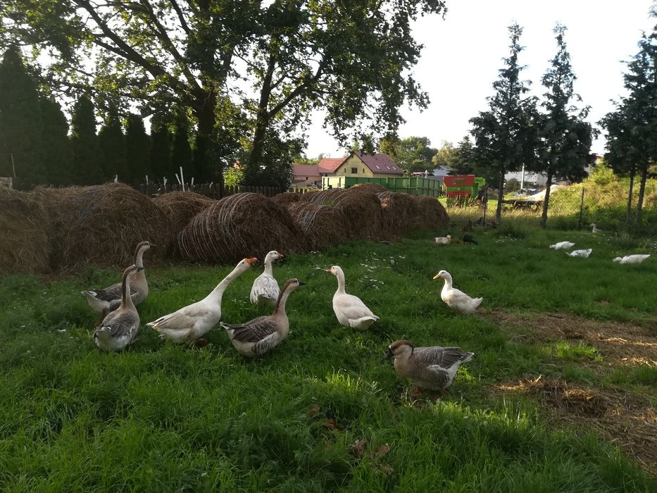 Zamienię gęś na parkę biegusów