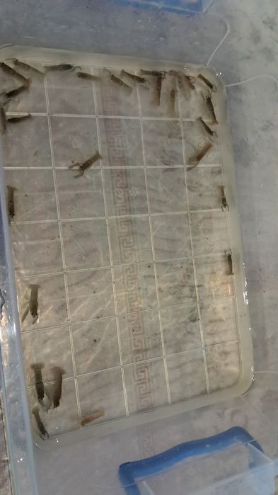 Австралийский Рак