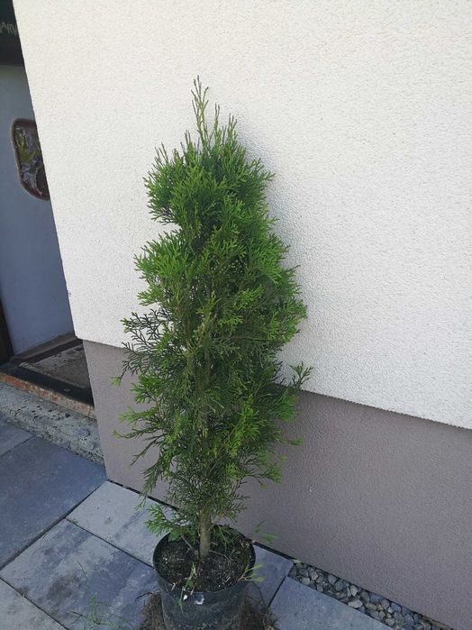 Tuje szmaragd 80 cm w doniczkach