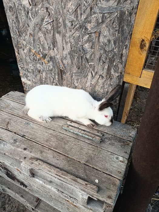 Каліфорнія на плем'я