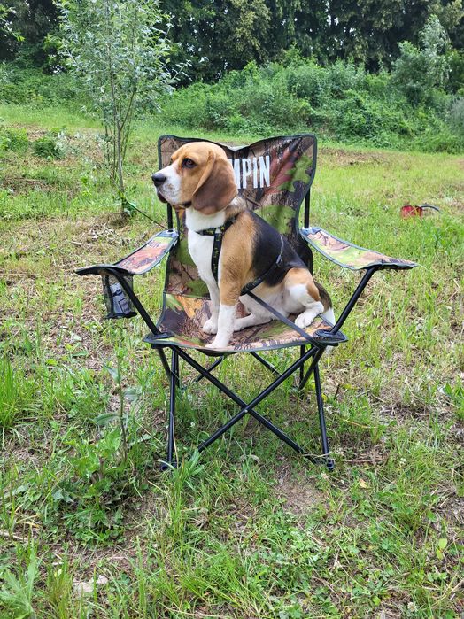 Бігль для в'язки Прилуки