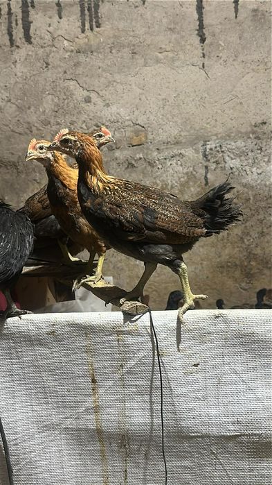 kogutki Zielononóżka Kuropatwiana