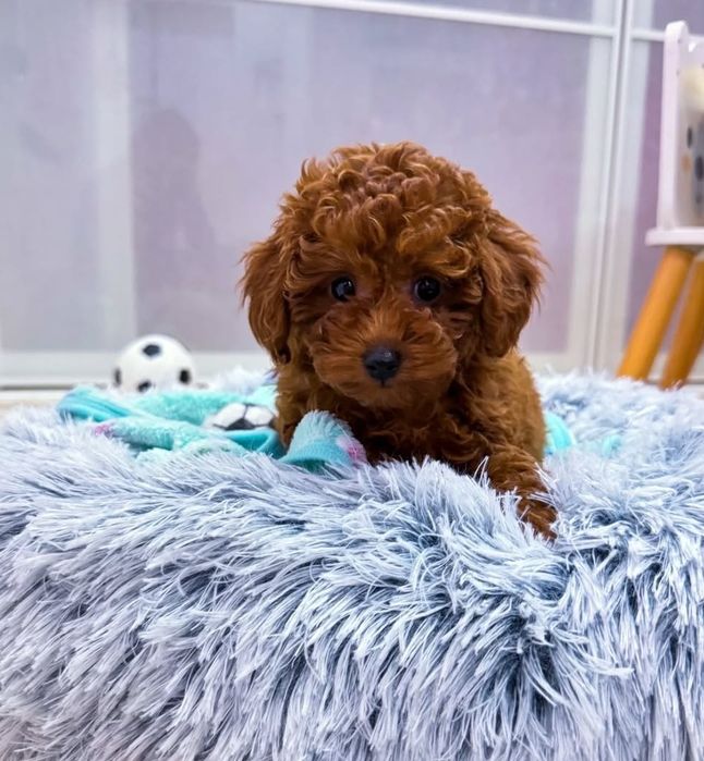 Малюк той пудель ред Браун