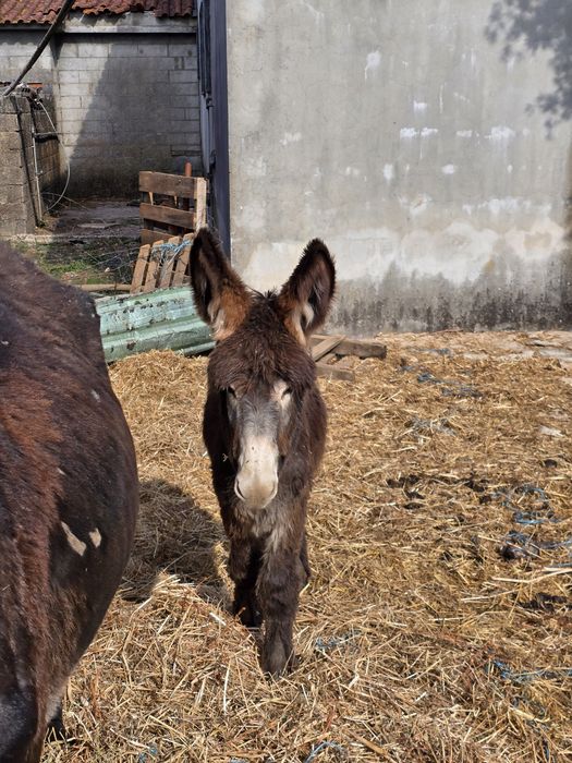 Burro cruzado de mirandês