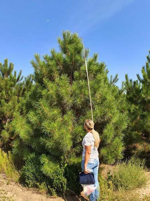 Ландшафтный дизайн